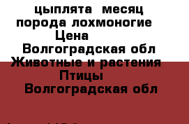 цыплята 1месяц, порода лохмоногие. › Цена ­ 200 - Волгоградская обл. Животные и растения » Птицы   . Волгоградская обл.